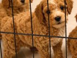 F1 Maltipoo Yavrularimiz Hazir