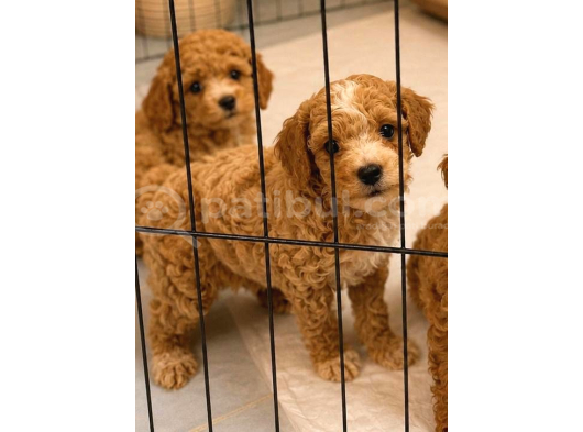 F1 Maltipoo Yavrularimiz Hazir görsel