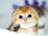 Ayıcık Surat Golden Scottish Fold