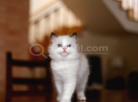 Asıl Duruşlu Ragdoll