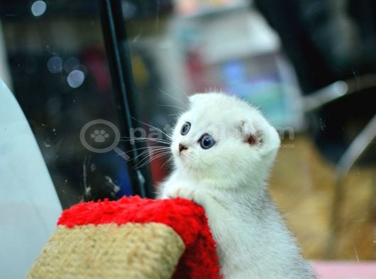 Bembeyaz Silver Scottish Fold Yavrumuz görsel