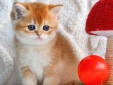 Ny12 Golden British Shorthair