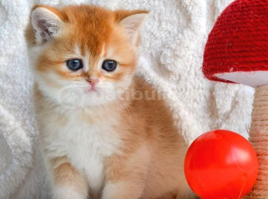 Ny12 Golden British Shorthair görsel