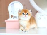 Ny12 Golden British Shorthair