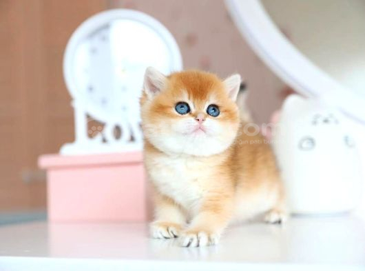 Ny12 Golden british shorthair