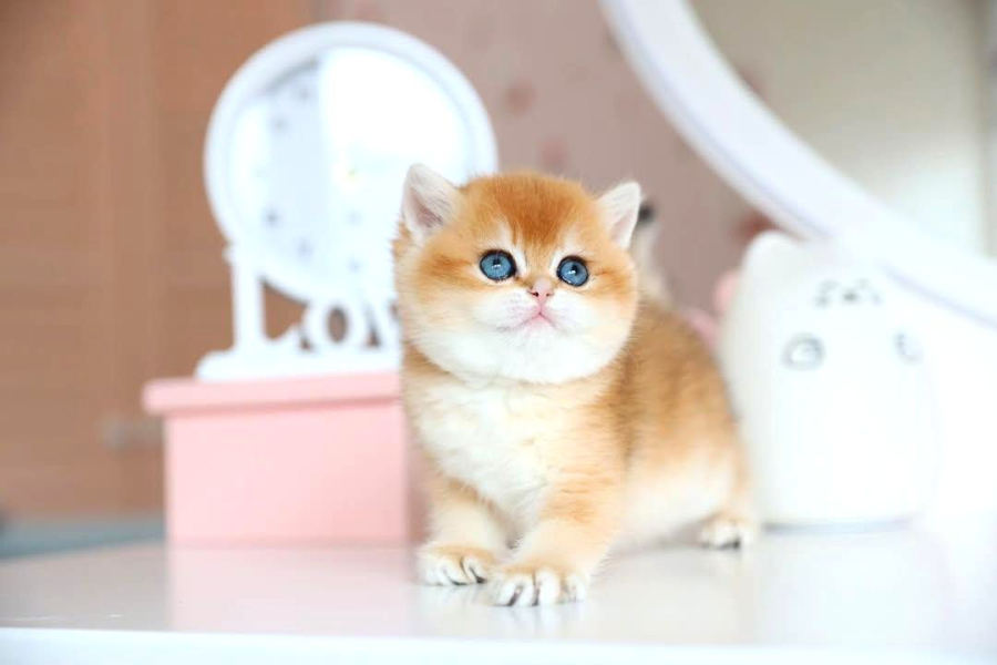 Ny12 Golden British Shorthair