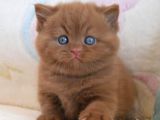 Sevgi dolu chocolate British Shorthair