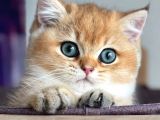 Saf kan nadir golden ny12 British Shorthair