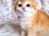 Top Kafa Golden Ny12 Scottish Fold Shorthair