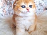 Top Kafa Golden Ny12 Scottish Fold Shorthair