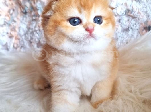 Top Kafa Golden Ny12 Scottish Fold Shorthair görsel