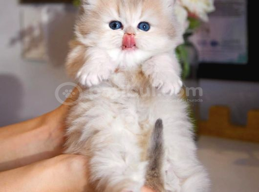 Dünya Güzeli Ay Golden British Longhair görsel