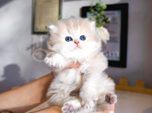 Dünya Güzeli Ay Golden British Longhair