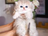 Dünya Güzeli Ay Golden British Longhair