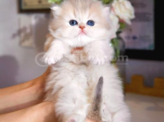 Dünya Güzeli Ay Golden British Longhair görsel