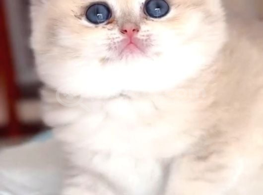 Buz Mavisi Gözleriyle Goldenpawn British Shorthair Yavrumuz görsel