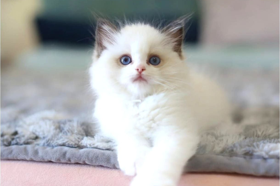 Tatlı Mı Tatlı Ragdoll