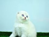 Bembeyaz Silver Scottish Fold Yavrumuz