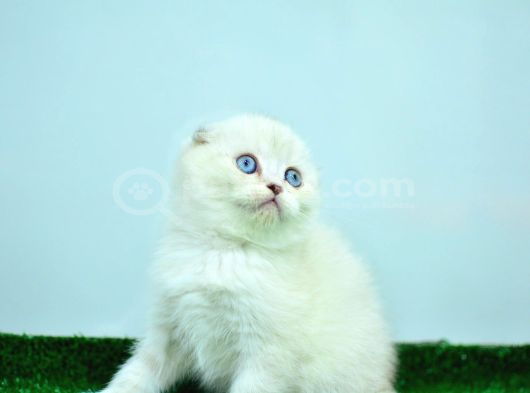 Bembeyaz Silver scottish fold yavrumuz