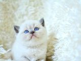 Blupoint British Shorthair Yavrumuz