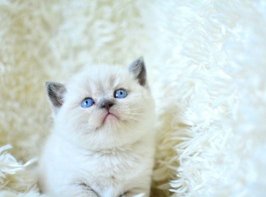 Blupoint british shorthair yavrumuz
