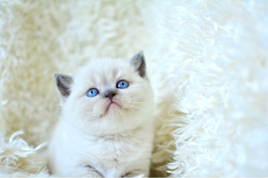 Blupoint British Shorthair Yavrumuz