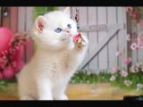 Kusursuz Asil Silver British Shorthair
