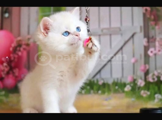 Kusursuz Asil Silver British Shorthair görsel