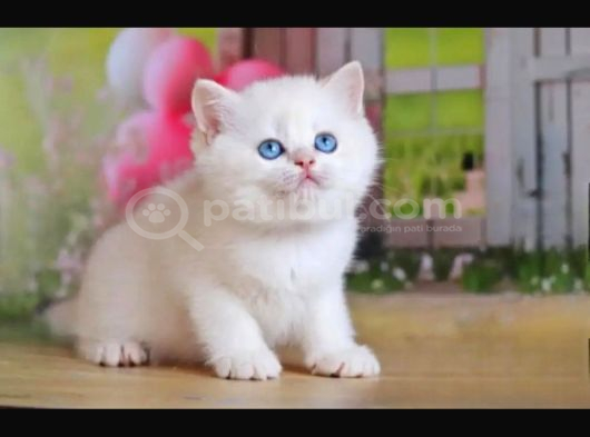 Kusursuz Asil Silver British Shorthair görsel
