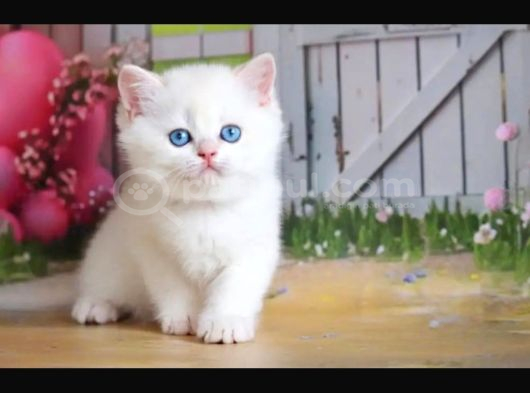 Kusursuz Asil Silver British Shorthair