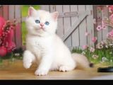 Kusursuz Asil Silver British Shorthair