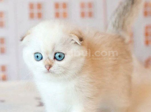 Masum Bebeğim Silver Scottish Fold
