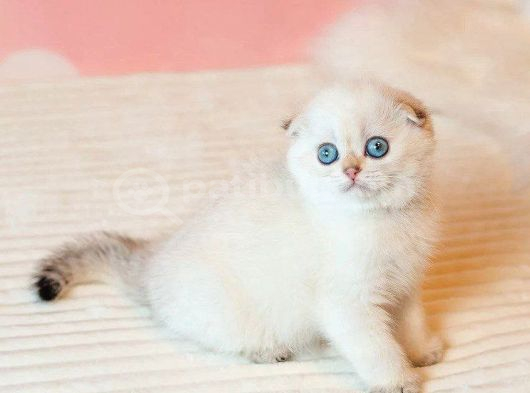 Masum Bebeğim Silver Scottish Fold görsel