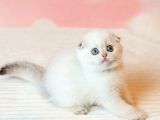 Masum Bebeğim Silver Scottish Fold