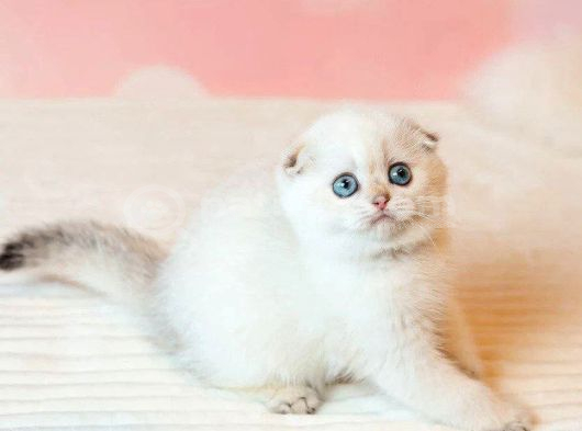 Masum Bebeğim Silver Scottish Fold görsel