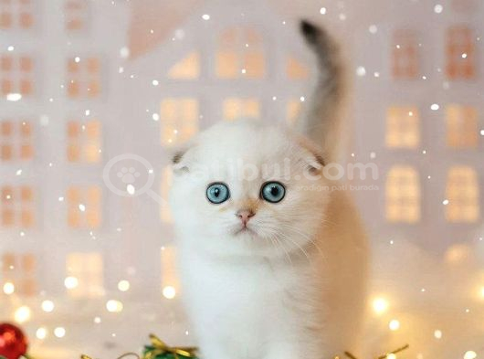Masum Bebeğim Silver Scottish Fold görsel