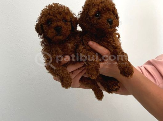 Safkan Ev Doğumlu Poodle Kuzucuklarım görsel