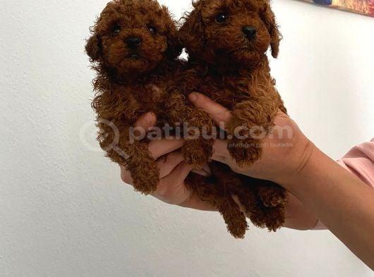 Safkan Ev Doğumlu Poodle Kuzucuklarım görsel