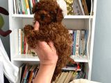 Sağlık Ve Irk Garantili Toy Poodle Bebeklerim