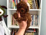 Sağlık Ve Irk Garantili Toy Poodle Bebeklerim