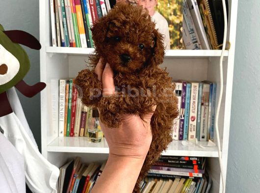 Sağlık Ve Irk Garantili Toy Poodle Bebeklerim görsel