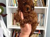 Sağlık Ve Irk Garantili Toy Poodle Bebeklerim