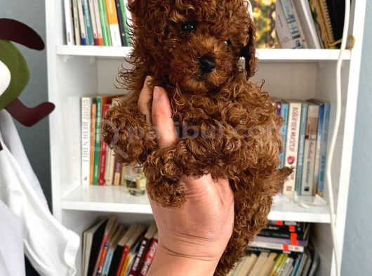 Sağlık Ve Irk Garantili Toy Poodle Bebeklerim