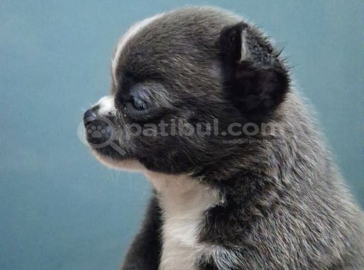 Şampi̇yon Babadan Xxs Chihuahua Yavrulari görsel
