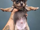 Şampi̇yon Babadan Xxs Chihuahua Yavrulari