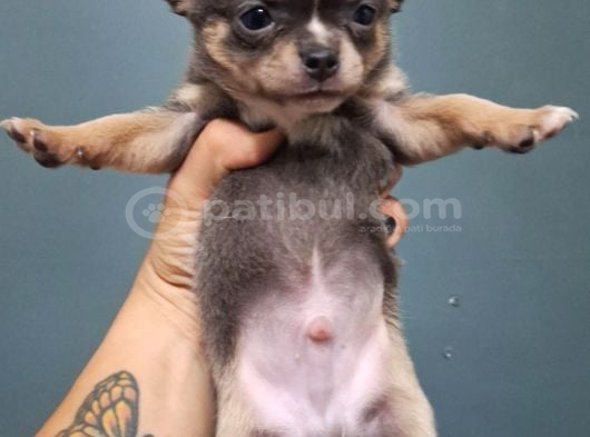 Şampi̇yon Babadan Xxs Chihuahua Yavrulari