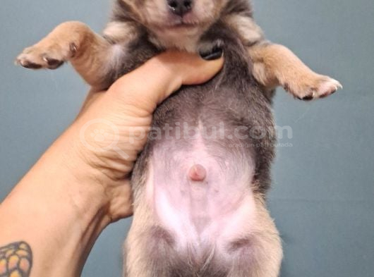 Şampi̇yon Babadan Xxs Chihuahua Yavrulari görsel
