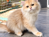 British Golden Yavrular