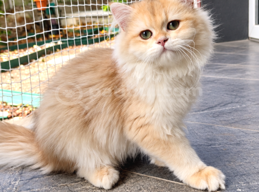 British Golden Yavrular görsel