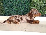 Longhair Merle Dachshund Yavru